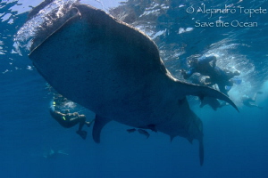 Whaleshark with snorkels, Isla Contoy Mexico by Alejandro Topete 